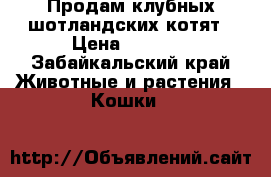 Продам клубных шотландских котят › Цена ­ 8 000 - Забайкальский край Животные и растения » Кошки   